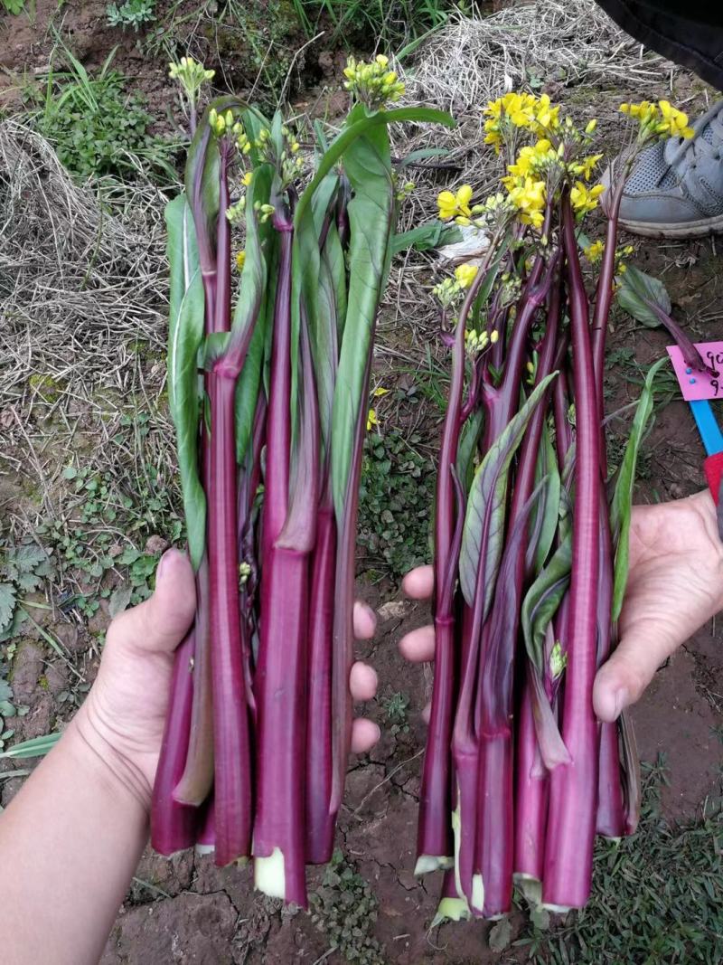 红菜苔种子，种都红1号红菜苔种子杂交品种，高产