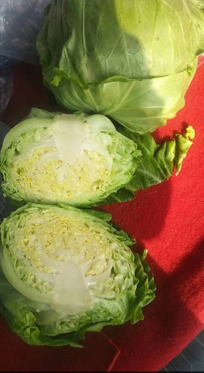 中甘21，，拉菲，，精品，，1.5~2斤，，