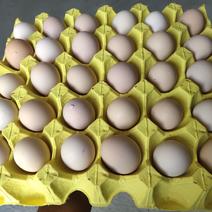 双色土鸡蛋/柴鸡蛋/草鸡蛋【420枚净蛋40斤】蒸炒金黄