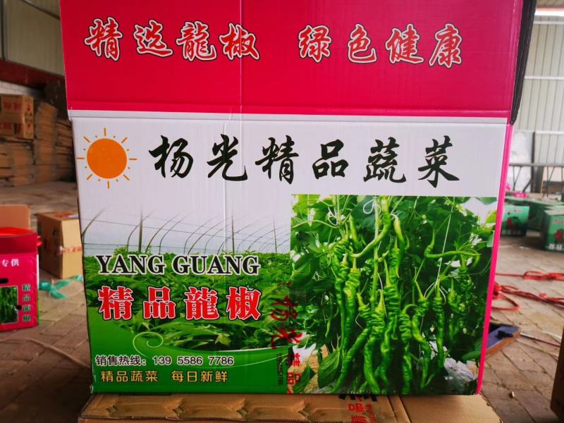 精品高山芜湖椒高山反季节蔬菜大量供应