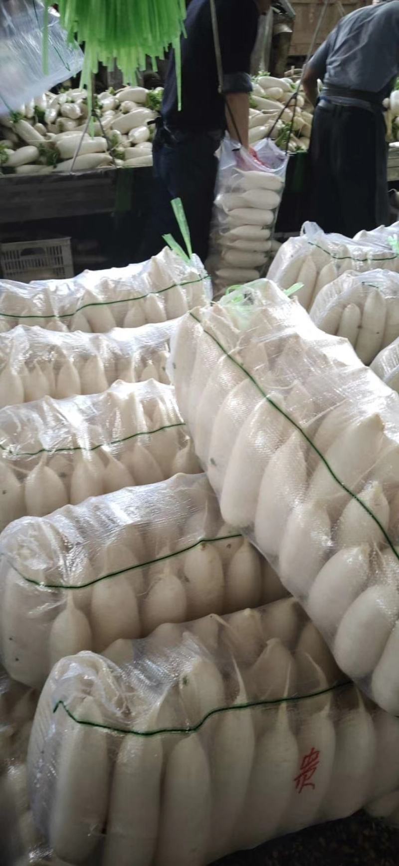 西红柿基地直供，保质保量支持发货欢迎咨询订购