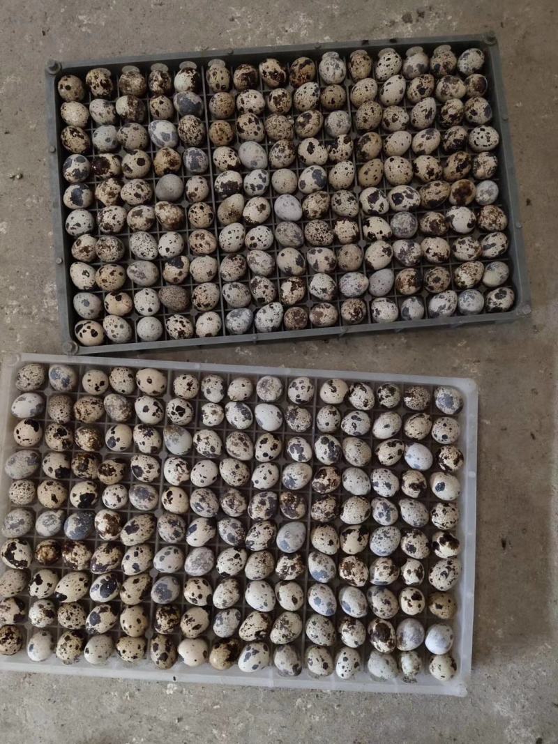 新鲜鹌鹑蛋，新鲜鹌鹑蛋，颗颗新鲜质量保证