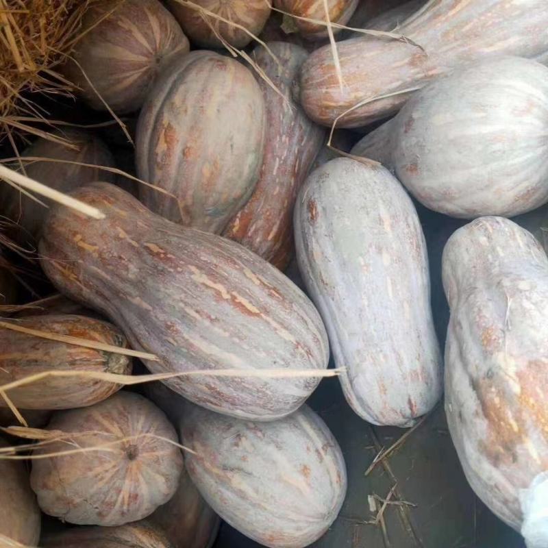 密本南瓜金韩密本，金韩密本，密本南瓜10吨起批
