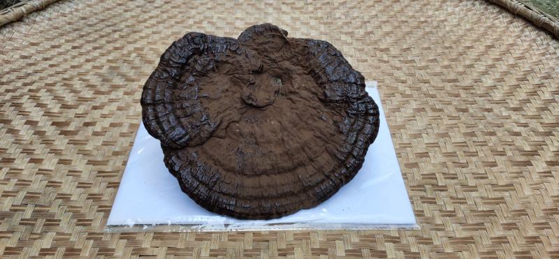 【精准品质】野生大个灵芝包野生高山生长农家自采超大礼品