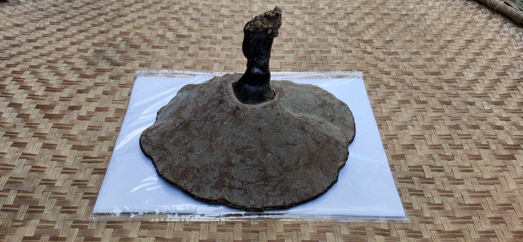 灵芝子实体成熟特征示意图