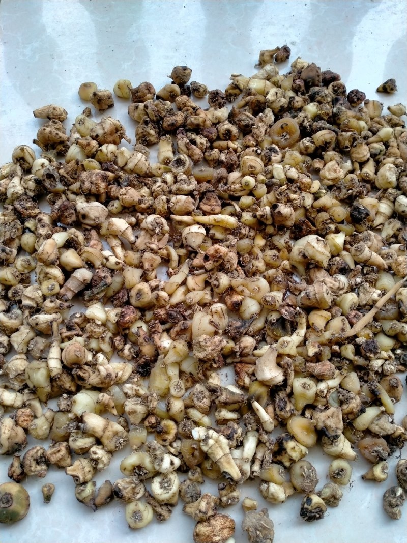 野生白芨，毛慈菇，白芨片，