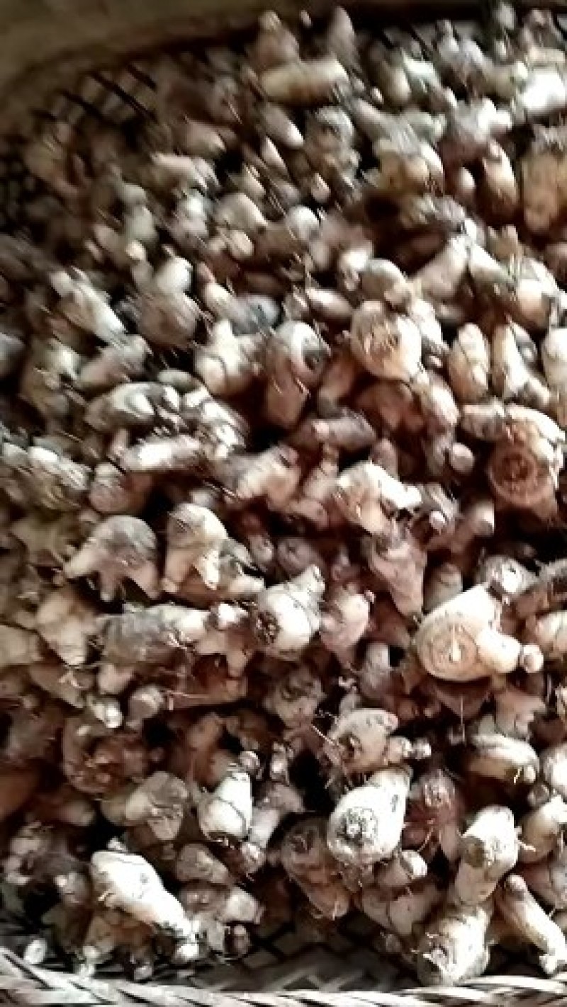 野生白芨，毛慈菇，白芨片，