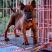 长期繁殖大中小川东猎犬杜高马犬比特黑狼下司