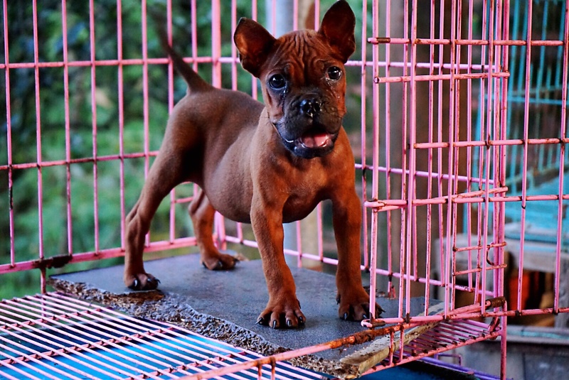 长期繁殖大中小川东猎犬杜高马犬比特黑狼下司