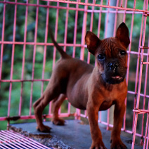 长期繁殖大中小川东猎犬杜高马犬比特黑狼下司