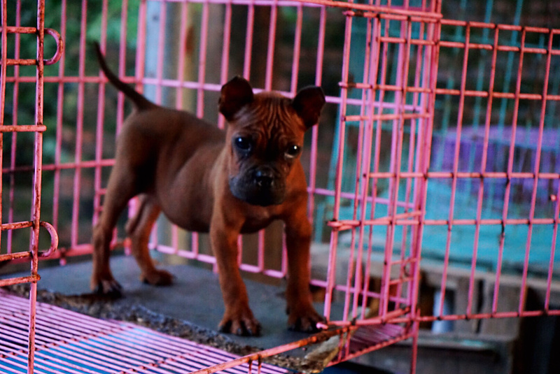长期繁殖大中小川东猎犬杜高马犬比特黑狼下司