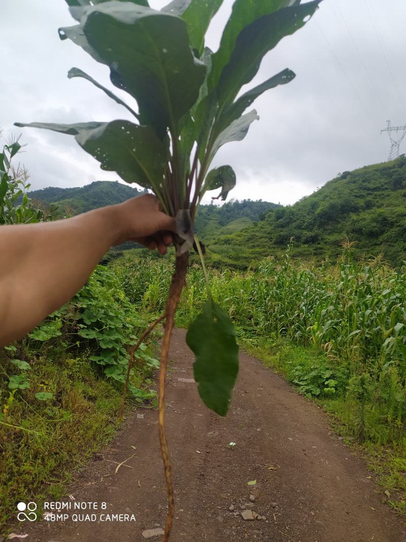 贵州毕节古夜郎大地野生中药材琉璃草倒提壶
