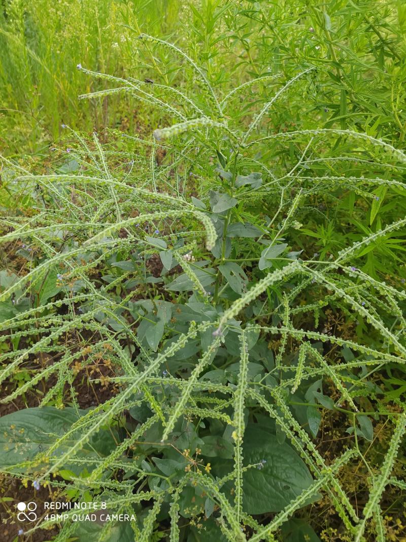 贵州毕节古夜郎大地野生中药材琉璃草倒提壶