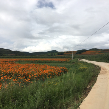 云南曲靖85亩田地出租，立地条件好，地理位置好