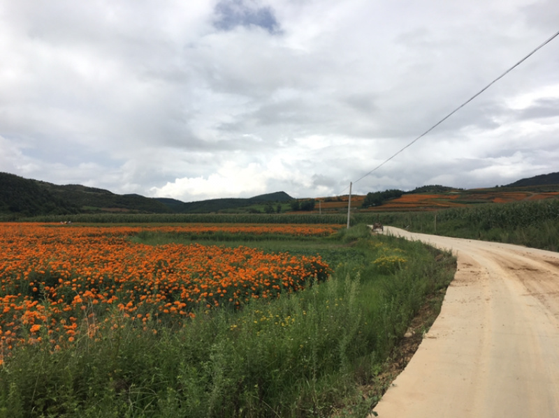 云南曲靖85亩田地出租，立地条件好，地理位置好