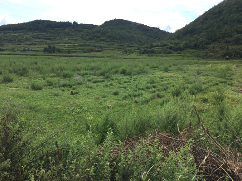 云南曲靖85亩田地出租，立地条件好，地理位置好