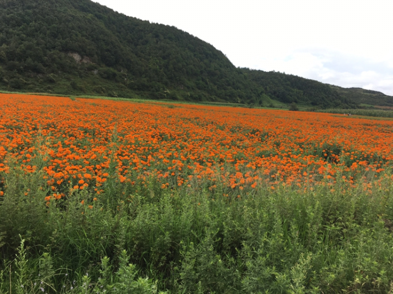 云南曲靖85亩田地出租，立地条件好，地理位置好