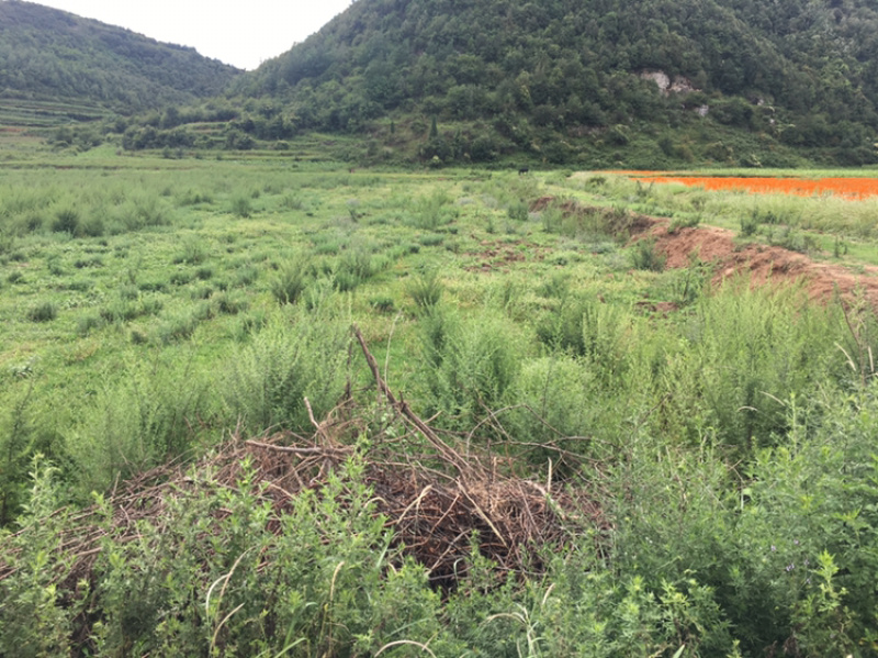 云南曲靖85亩田地出租，立地条件好，地理位置好