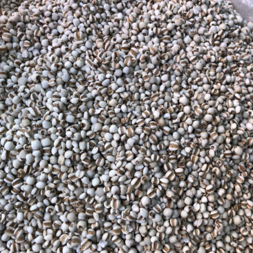 产地直销薏米仁一手货源量大从优