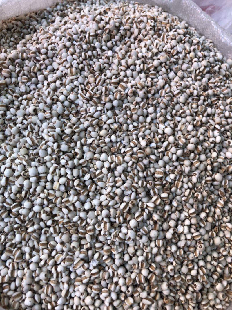 产地直销薏米仁一手货源量大从优