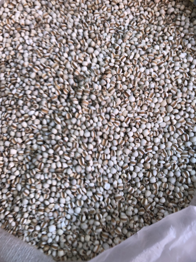 产地直销薏米仁一手货源量大从优