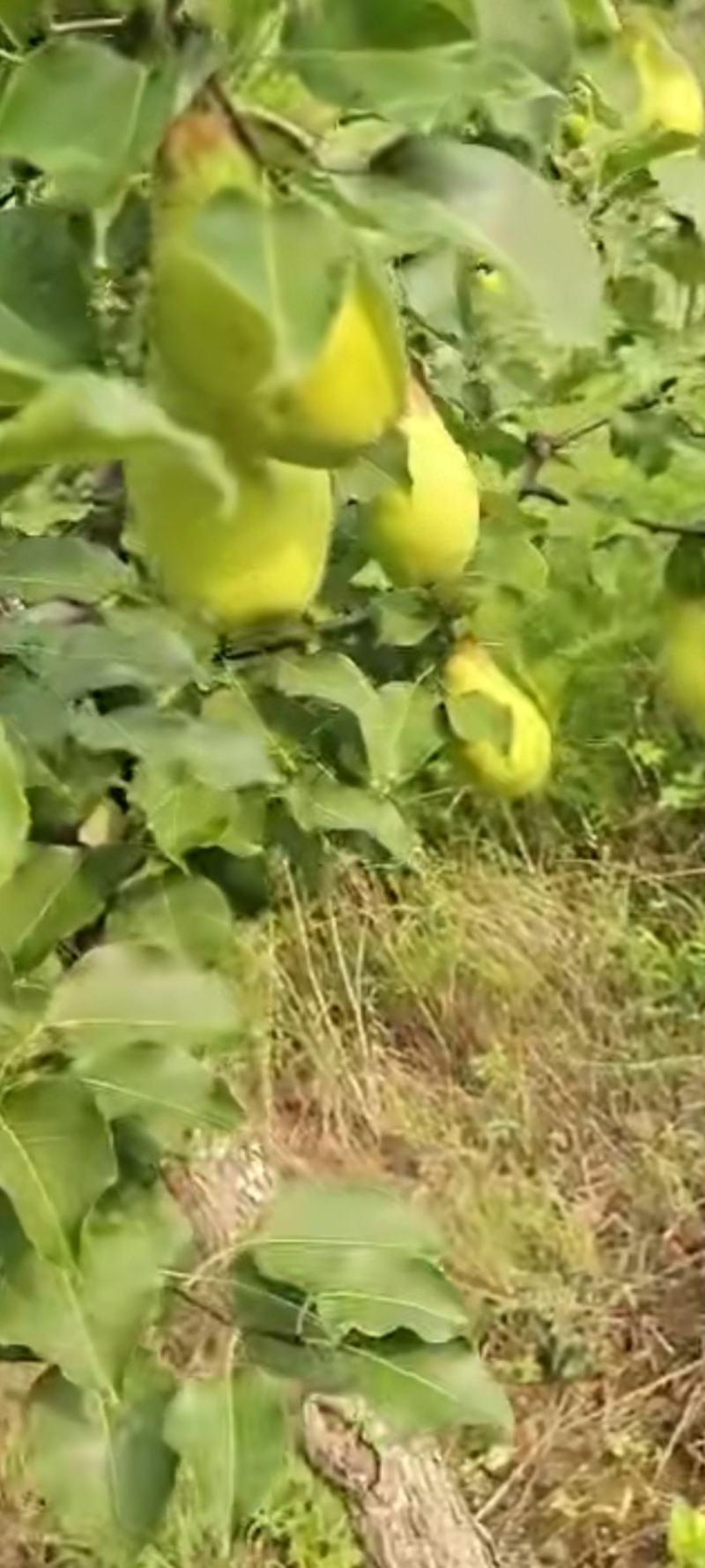 茄梨绥中县梨大量上市！货源充足，万亩梨园！