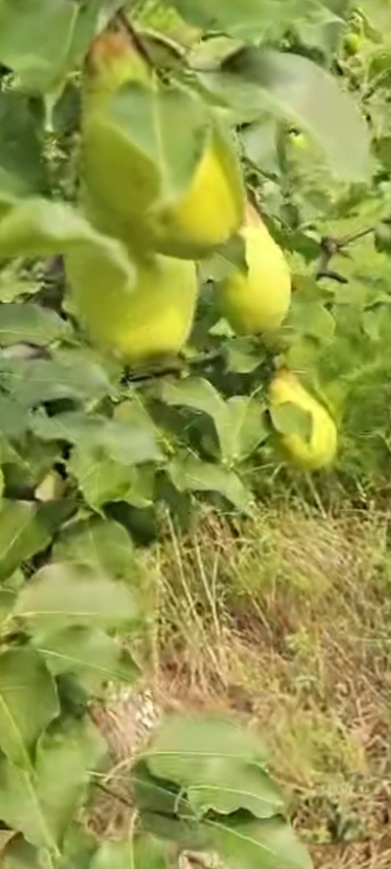 茄梨绥中县梨大量上市！货源充足，万亩梨园！