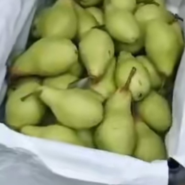 茄梨绥中县梨大量上市！货源充足，万亩梨园！