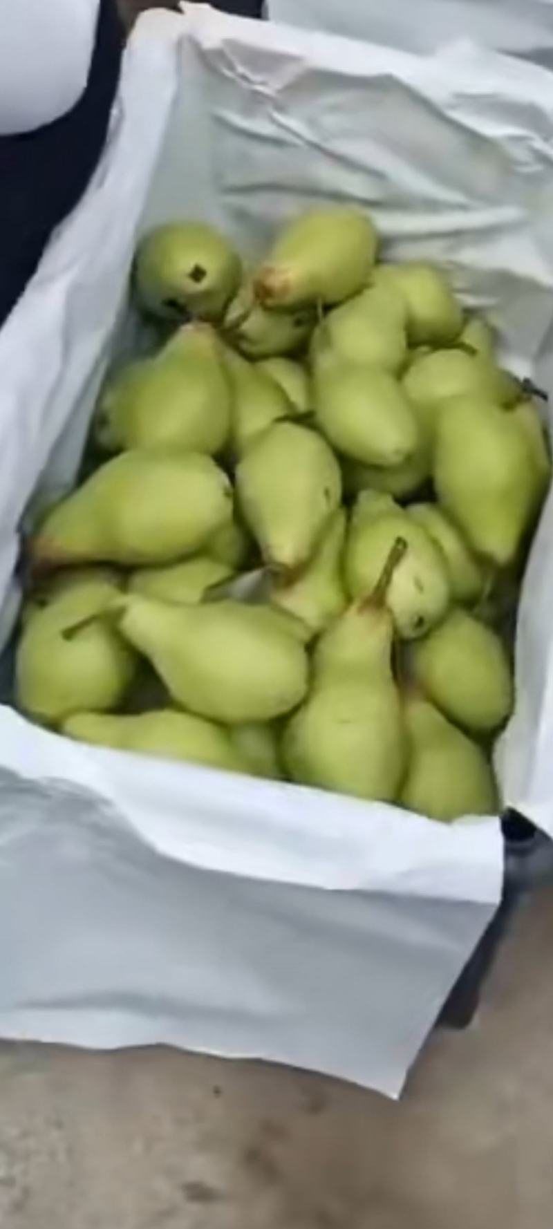 茄梨绥中县梨大量上市！货源充足，万亩梨园！