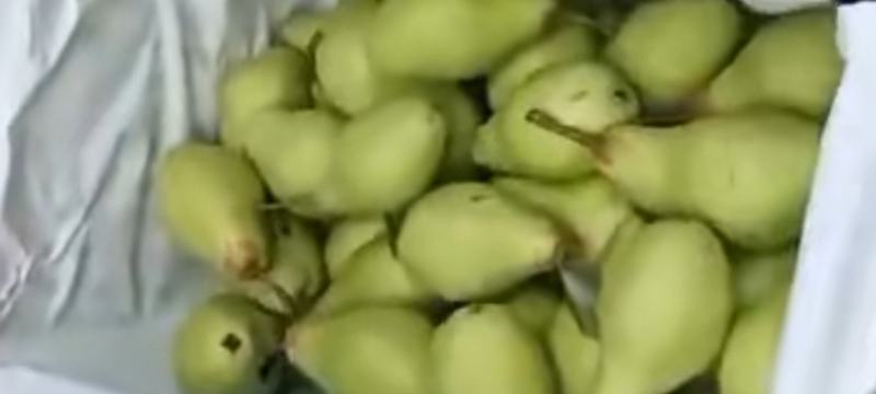 茄梨绥中县梨大量上市！货源充足，万亩梨园！