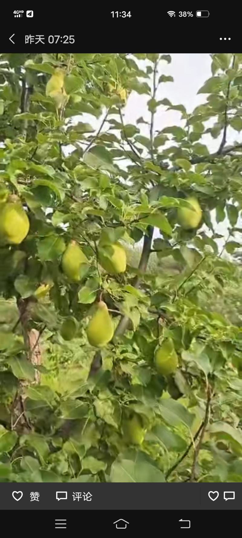 茄梨绥中县梨大量上市！货源充足，万亩梨园！