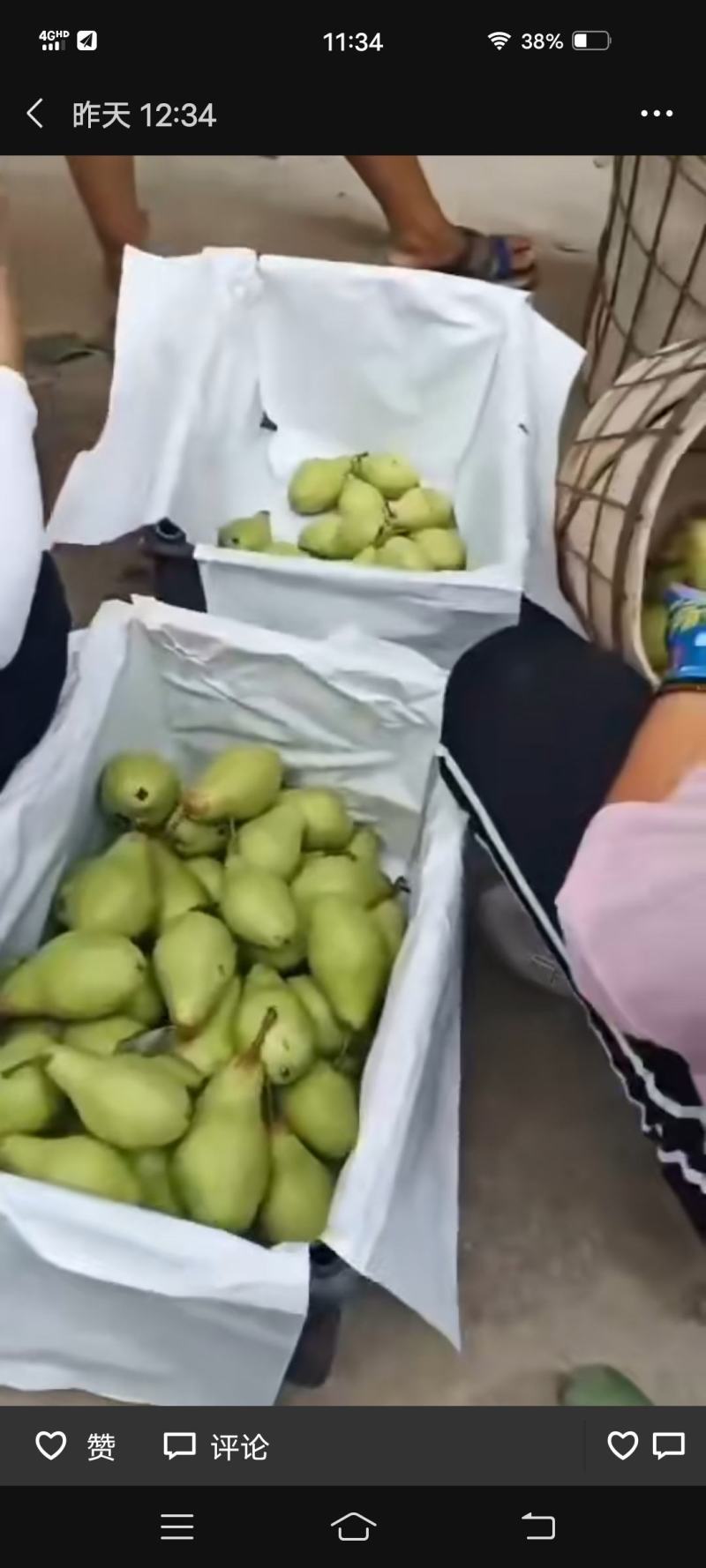茄梨绥中县梨大量上市！货源充足，万亩梨园！
