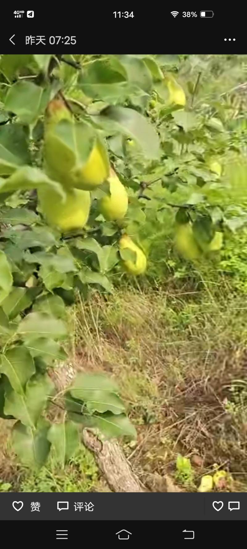 茄梨绥中县梨大量上市！货源充足，万亩梨园！
