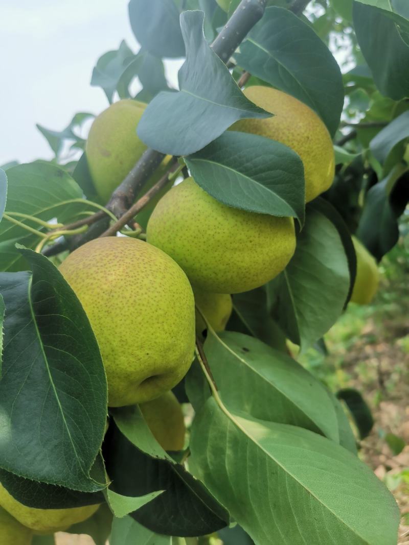 河南鲁山二百多亩红香酥梨甘、醇、甜，皮薄，无渣，梨核小！