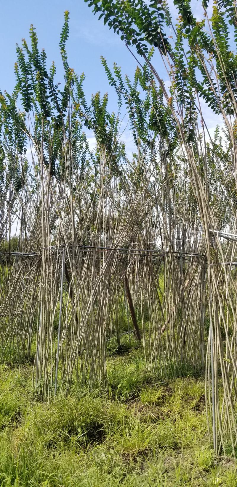 刚竹2-5公分琴丝竹凤尾竹金镶玉竹