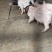 巴马香猪，适合各地区喂养，成年可达200多斤_猪苗