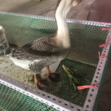 狮头鹅苗，包成活，包疫苗