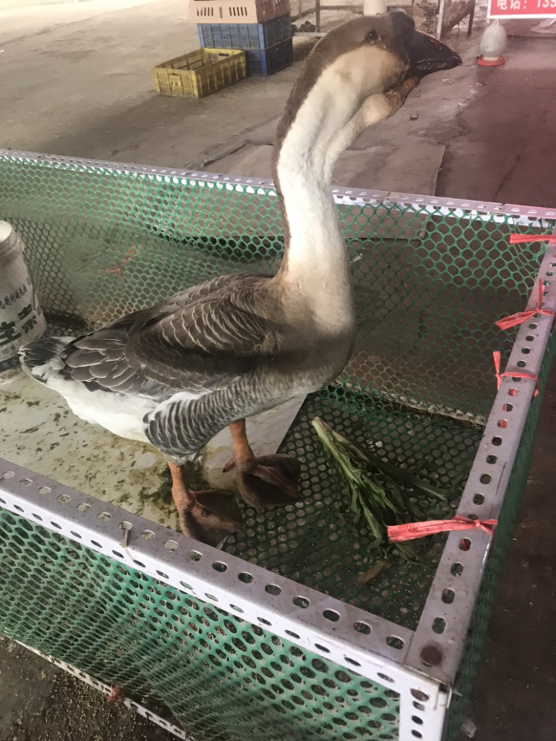 狮头鹅苗，包成活，包疫苗