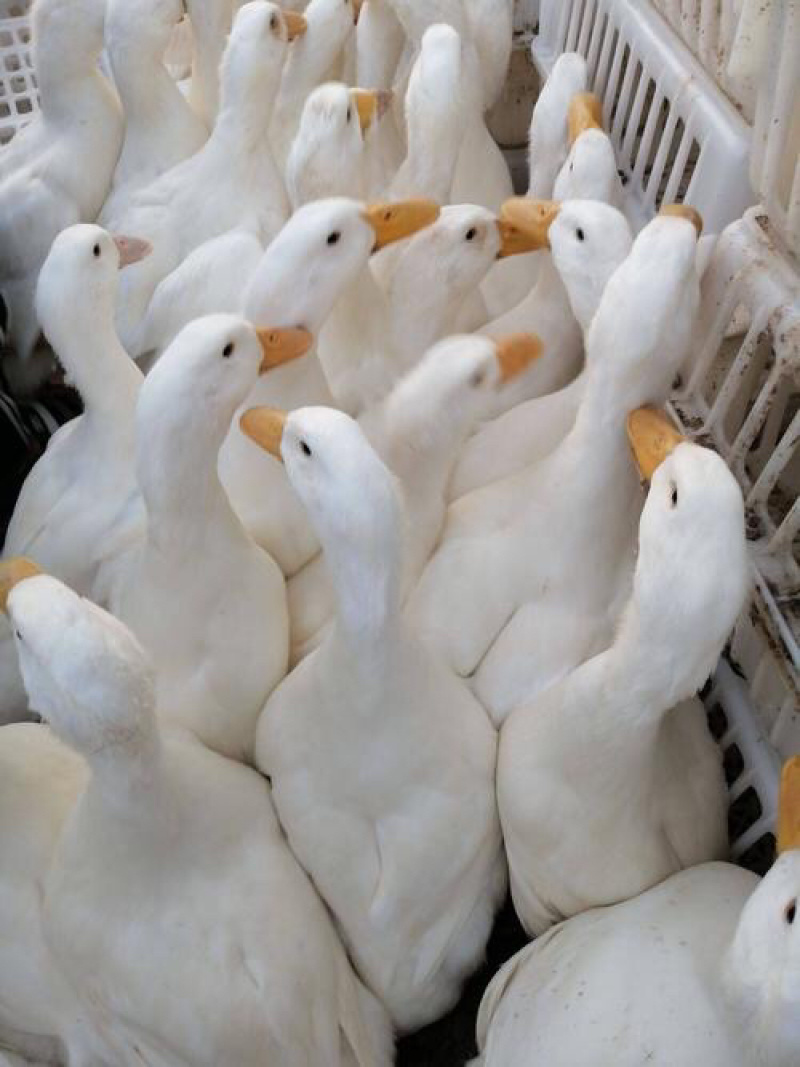 批发优质桂柳鸭苗（大白鸭苗）樱桃谷鸭苗/诚信商家质有保证