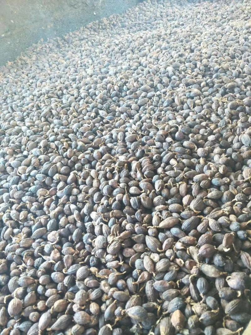草果电烤草果碳烤草果剪把草果草果仁草果皮