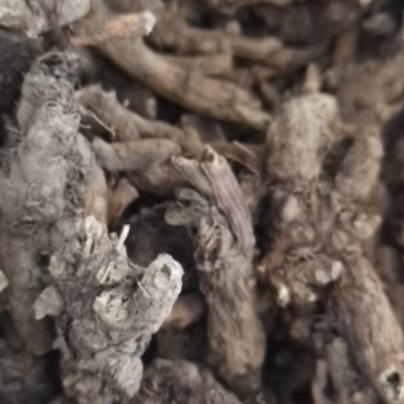 贵州百里杜鹃中药材穿心莲根干货