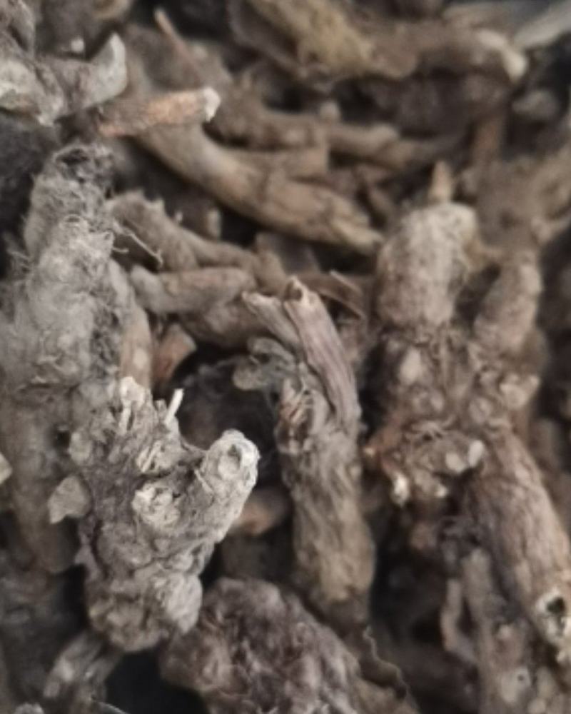 贵州百里杜鹃中药材穿心莲根干货