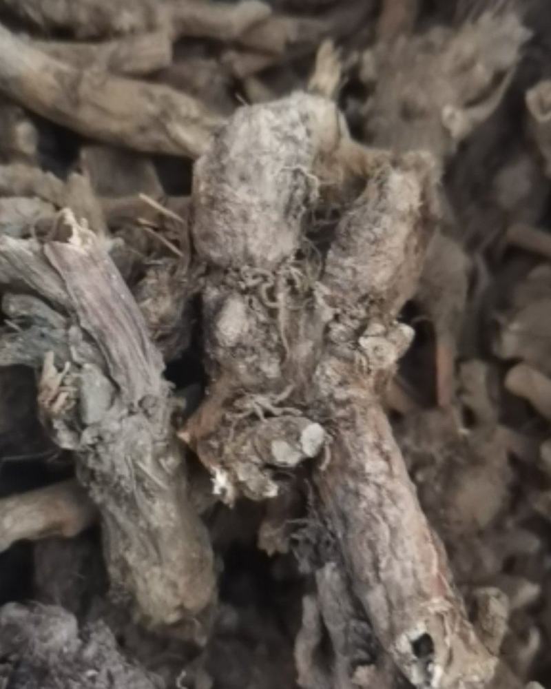 贵州百里杜鹃中药材穿心莲根干货