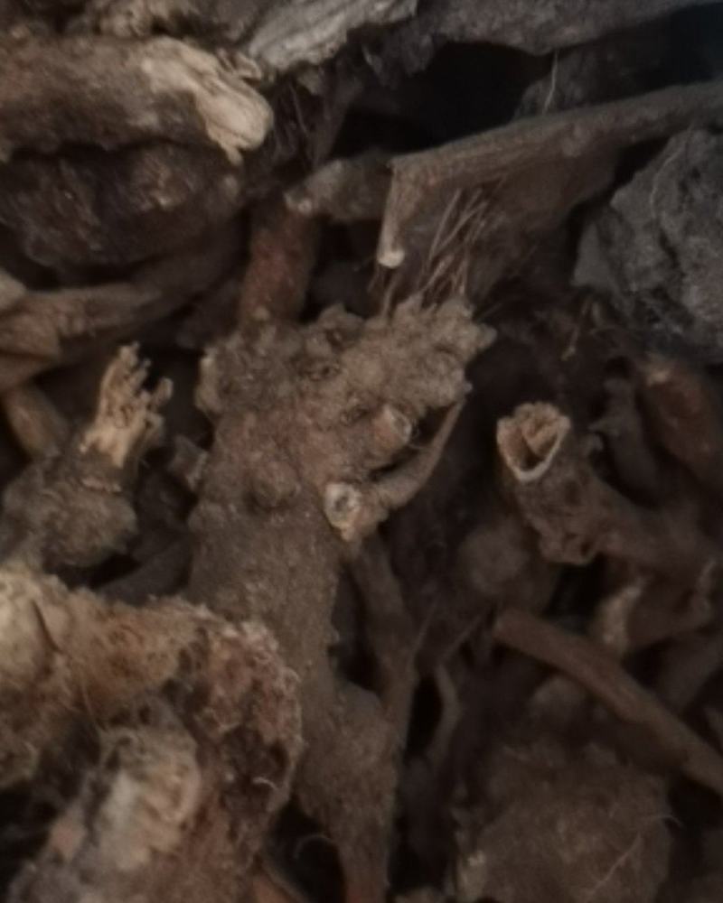 贵州百里杜鹃中药材穿心莲根干货