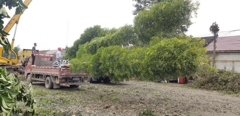 金丝楠木小苗金丝楠木容器苗成都桢楠基地桢楠小苗