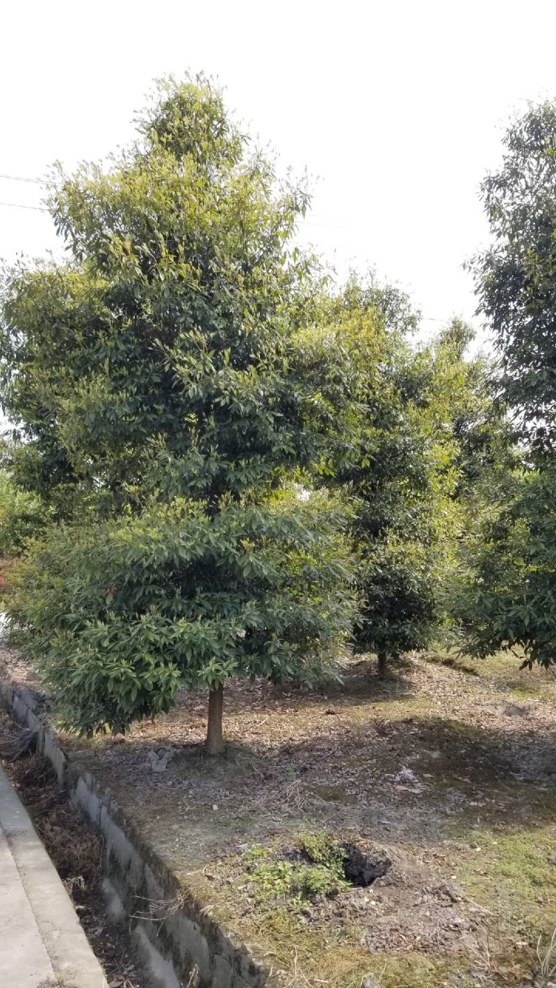 金丝楠木小苗金丝楠木容器苗成都桢楠基地桢楠小苗
