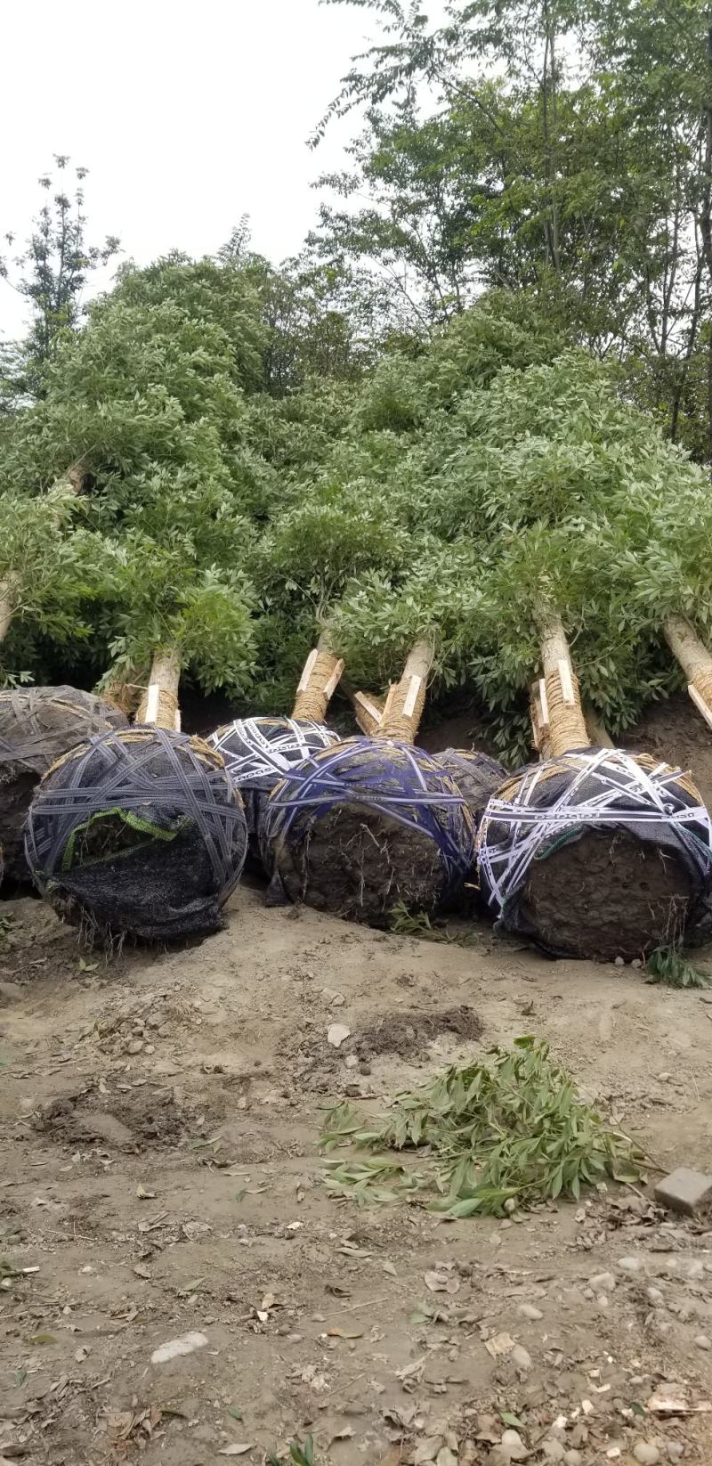 金丝楠木小苗金丝楠木容器苗成都桢楠基地桢楠小苗