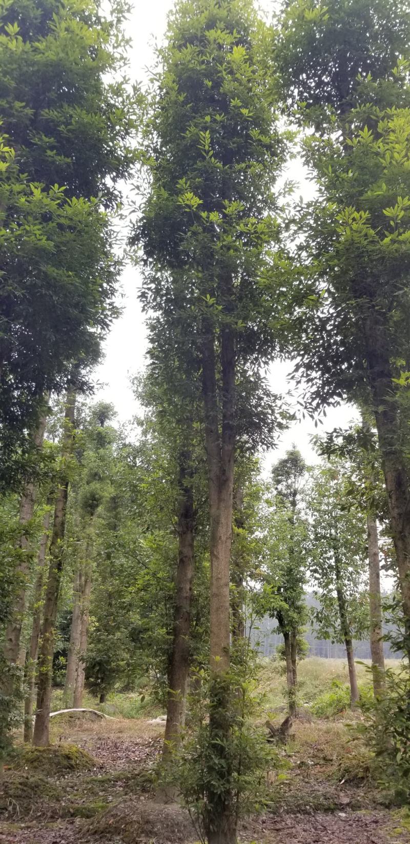 金丝楠木小苗金丝楠木容器苗成都桢楠基地桢楠小苗