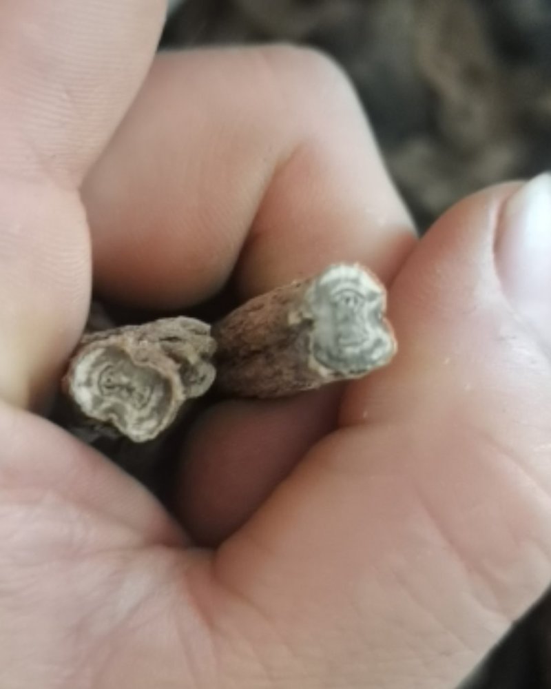 贵州百里杜鹃中药材穿心莲根干货