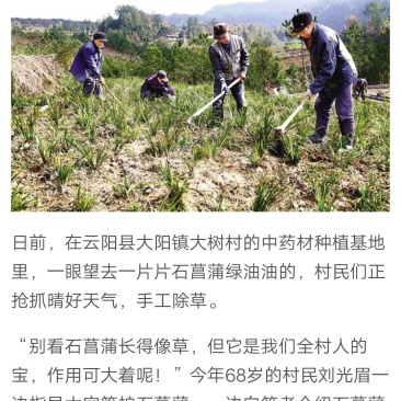野生石菖蒲种苗，存活率高